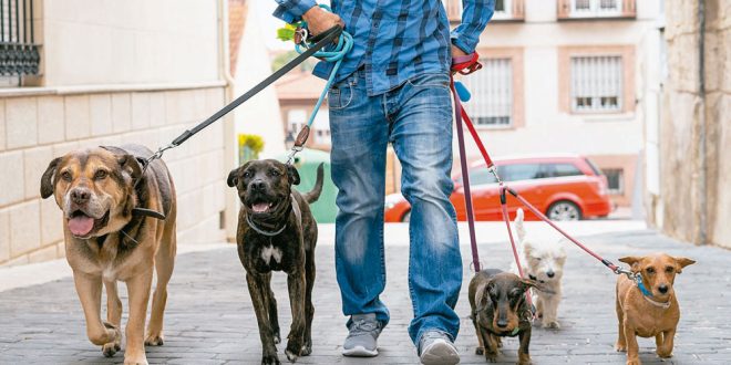 Proponen Jornadas De Convivencia Con Mascotas Para Agresores De